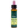 ELIXIR FLORAL 8 CHICORY 10Ml. PLANTIS