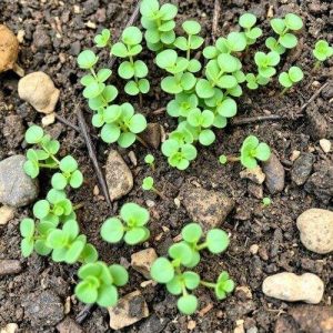 planta oreja de ratón